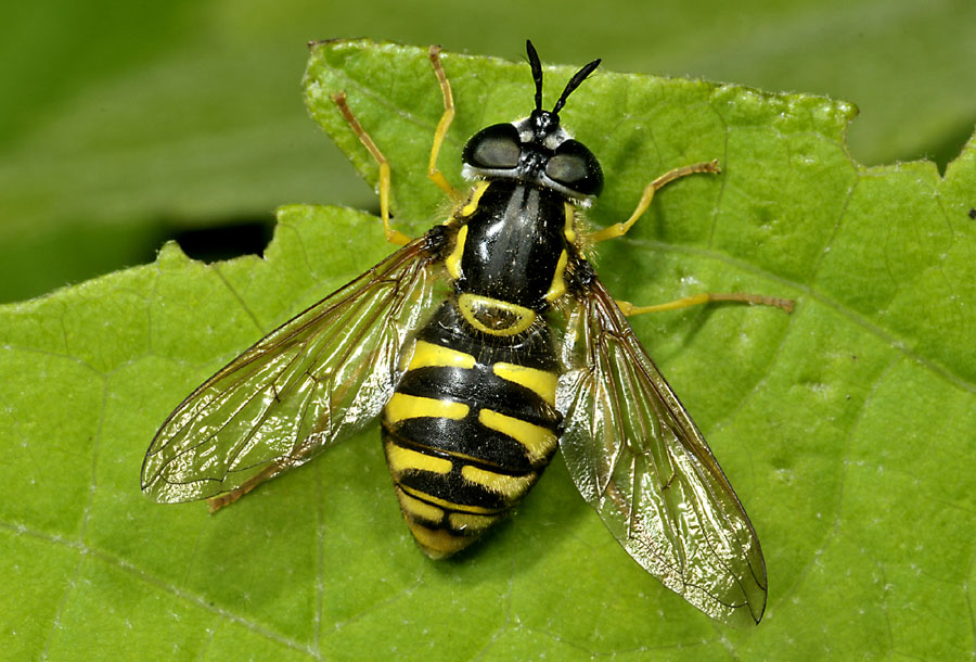 Syrphidae: Chrysotoxum cautum, femmina